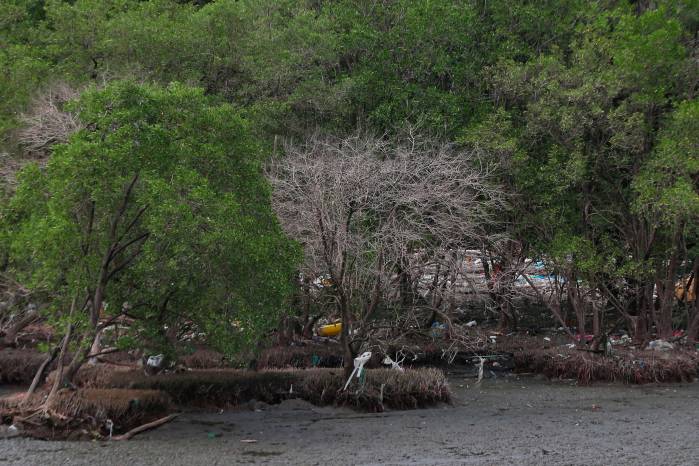 El mismo episodio (2015-2016), que se experimentó en la Bahía de Panamá, fue reportado en toda la cuenca del Pacífico. El mismo episodio (2015-2016), que se experimentó en la Bahía de Panamá, fue reportado en toda la cuenca del Pacífico.