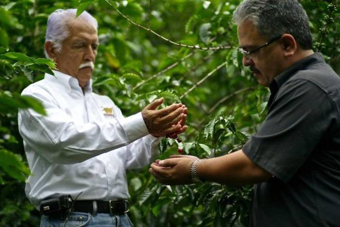 Don Pachi Serracín (q.e.p.d.) y su hijo Francisco, en su finca cafetalera en Boquete. Don Pachi Serracín (q.e.p.d.) y su hijo Francisco, en su finca cafetalera en Boquete.
