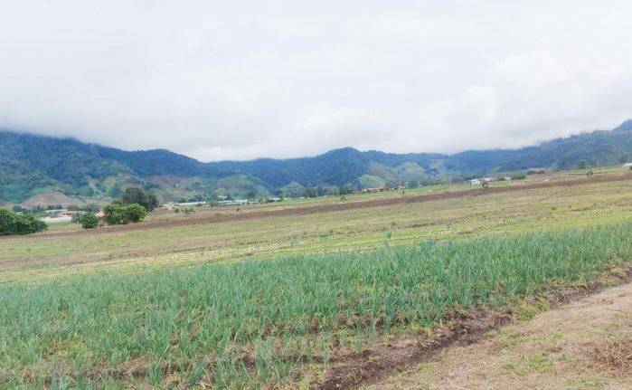 Finca productora en Chiriquí recibió la visita de autoridades del MIDA, tras el impacto de las fuertes lluvias de los últimos días. Finca productora en Chiriquí recibió la visita de autoridades del MIDA, tras el impacto de las fuertes lluvias de los últimos días.