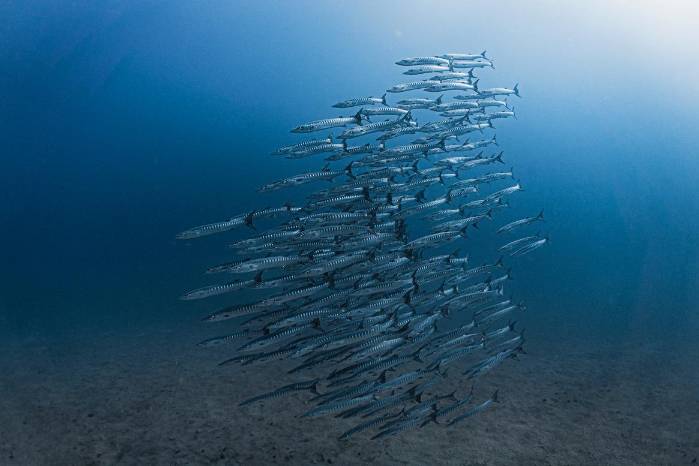 Arrecifes y peces de arrecife que han evolucionado para beneficiarse del afloramiento en el Golfo de Panamá. Arrecifes y peces de arrecife que han evolucionado para beneficiarse del afloramiento en el Golfo de Panamá.