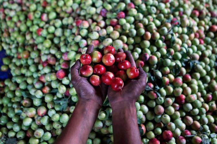 Un trabajador muestra ciruelas después de la cosecha en un huerto en las afueras de Srinagar, capital de verano de la Cachemira india. Un trabajador muestra ciruelas después de la cosecha en un huerto en las afueras de Srinagar, capital de verano de la Cachemira india.