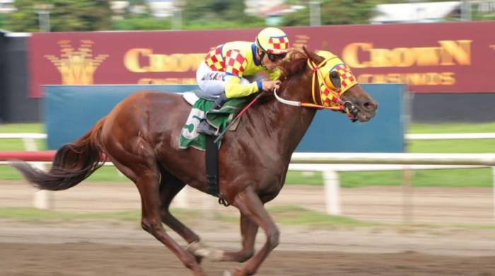 El potro alazán ‘El Rojo’, Triple Coronado, será la carta brava a batir por Panamá. El potro alazán ‘El Rojo’, Triple Coronado, será la carta brava a batir por Panamá.
