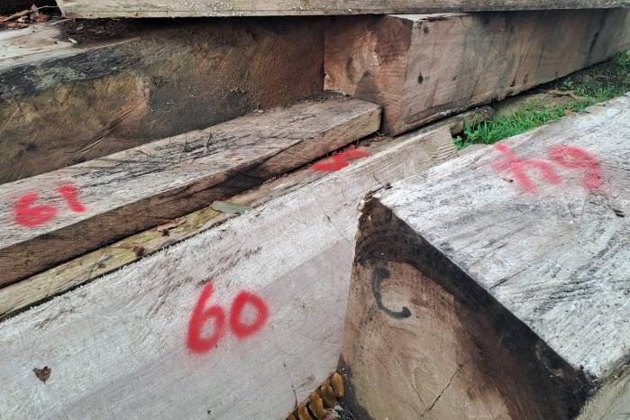 Vista del último decomiso de 50 metros de madera espavé ilegal que llevó a cabo Miambiente en Darién. Vista del último decomiso de 50 metros de madera espavé ilegal que llevó a cabo Miambiente en Darién.