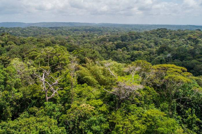 Vista panorámica del área boscosa de Panamá. Vista panorámica del área boscosa de Panamá.