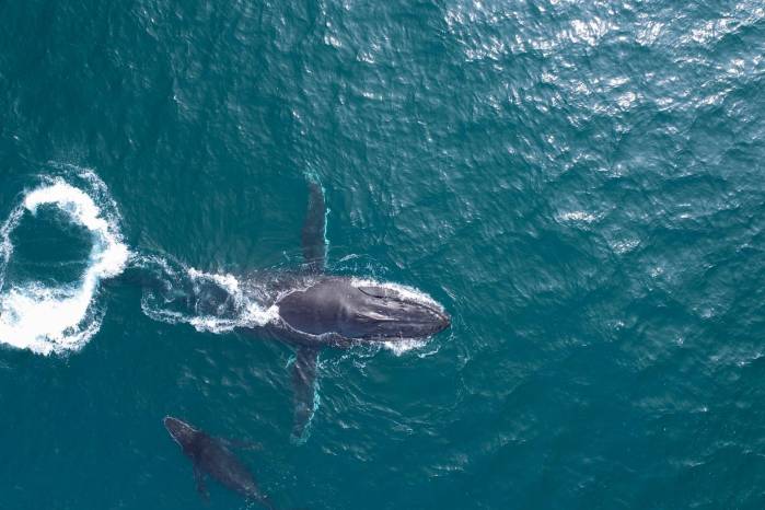 La investigación realizada por científicos de la Universidad de Queensland se apoyó en imágenes tomadas por drones y las muestras de grasa extraídas de varios ejemplares de ballenas jorobadas que transitaron en las aguas cercanas a la Isla North Stradbroke. La investigación realizada por científicos de la Universidad de Queensland se apoyó en imágenes tomadas por drones y las muestras de grasa extraídas de varios ejemplares de ballenas jorobadas que transitaron en las aguas cercanas a la Isla North Stradbroke.