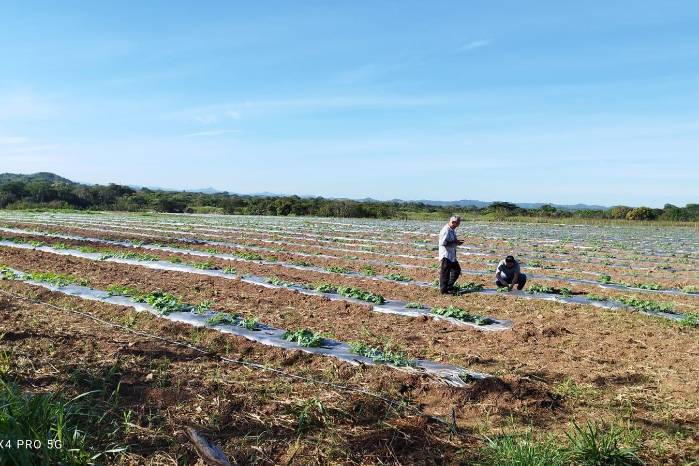 Los cultivos de curcubitáceas como la sandía podrían perjudicarse con el aumento de humedad en la tierra. Los cultivos de curcubitáceas como la sandía podrían perjudicarse con el aumento de humedad en la tierra.