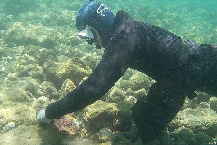 El estudio busca conocer el potencial de corales marinos para la creación de nuevos medicamentos. El estudio busca conocer el potencial de corales marinos para la creación de nuevos medicamentos.