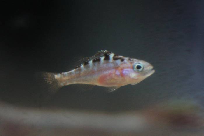 El proyecto de Bocas Mariculture ha ganado reconocimientos nacionales e internacionales. El proyecto de Bocas Mariculture ha ganado reconocimientos nacionales e internacionales.