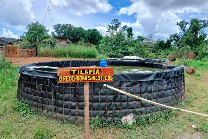 Cría de alevines de tilapia en Río Indio, provincia de Coclé. Cría de alevines de tilapia en Río Indio, provincia de Coclé.