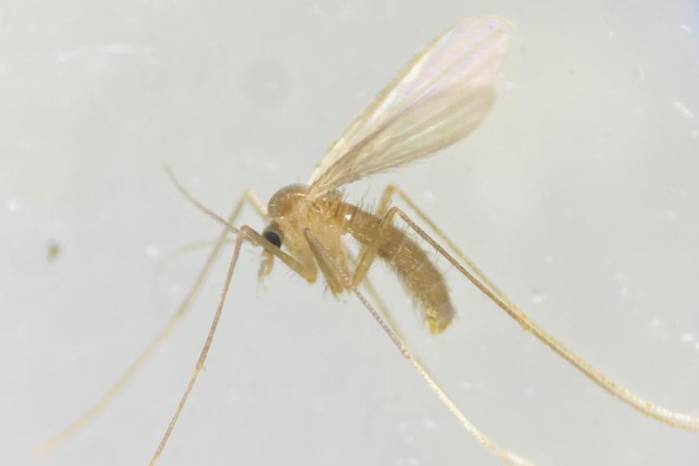 Lutzomyia, vector de la leishmaniasis. Lutzomyia, vector de la leishmaniasis.