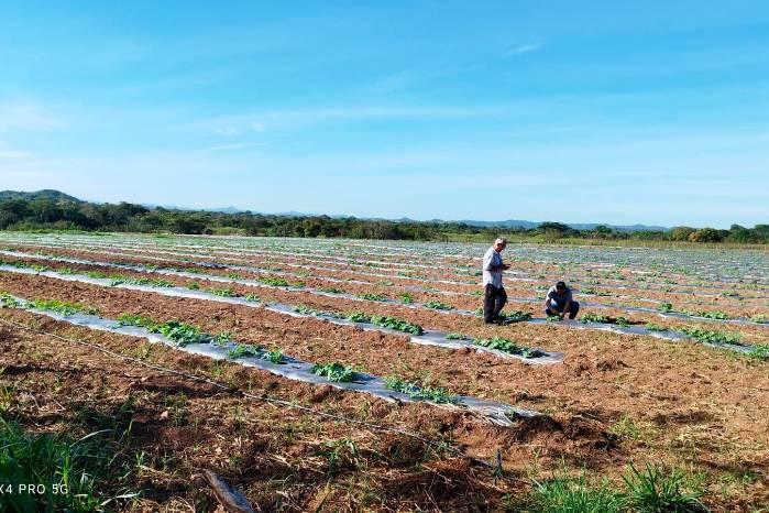 Cada noviembre, los productores de cucurbitáceas preparan las tierras para sembrar y cosechar a inicios del año. Cada noviembre, los productores de cucurbitáceas preparan las tierras para sembrar y cosechar a inicios del año.