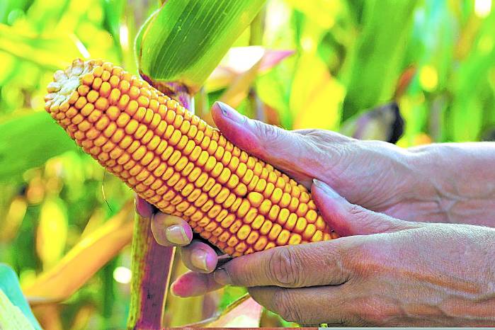 El maíz amarillo se usa mucha para el procesamiento de alimento para animales. El maíz amarillo se usa mucha para el procesamiento de alimento para animales.