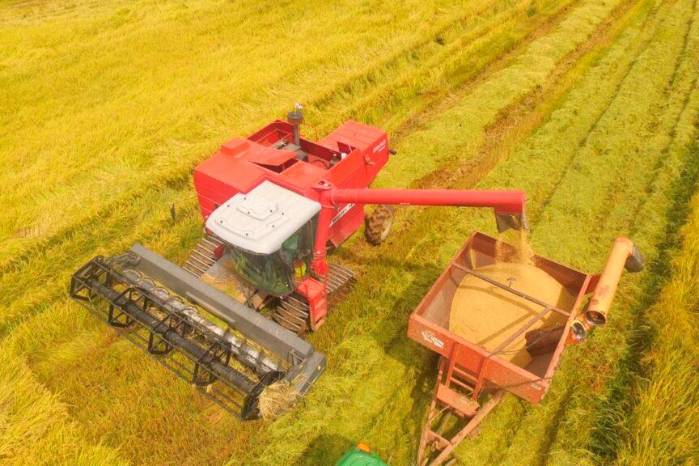 Panamá prevé sembrar 92,757 hectáreas de arroz en el ciclo agrícola 2023-2024. Panamá prevé sembrar 92,757 hectáreas de arroz en el ciclo agrícola 2023-2024.