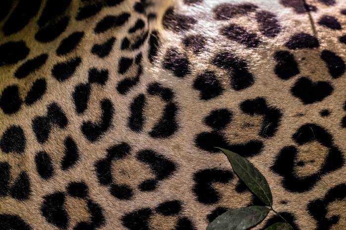 La piel del jaguar está moteada con rosetas, que son círculos de manchas negras que rodean a otra central de color claro. La piel del jaguar está moteada con rosetas, que son círculos de manchas negras que rodean a otra central de color claro.