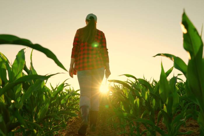 Una mujer campesina camina en un campo de maíz. Una mujer campesina camina en un campo de maíz.