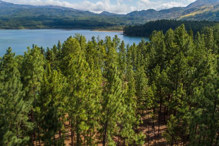 Una cuarta parte de las medicinas modernas provienen de plantas de los bosques tropicales, incluyendo dos tercios de todas las medicinas que combaten el cáncer. Una cuarta parte de las medicinas modernas provienen de plantas de los bosques tropicales, incluyendo dos tercios de todas las medicinas que combaten el cáncer.