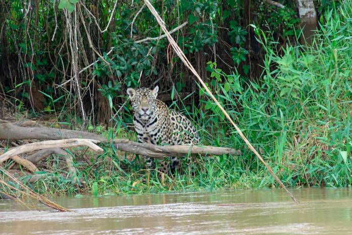 El jaguar está en peligro de extinción por la pérdida de su hábitat y los conflictos con ganaderos, entre otras amenazas. El jaguar está en peligro de extinción por la pérdida de su hábitat y los conflictos con ganaderos, entre otras amenazas.