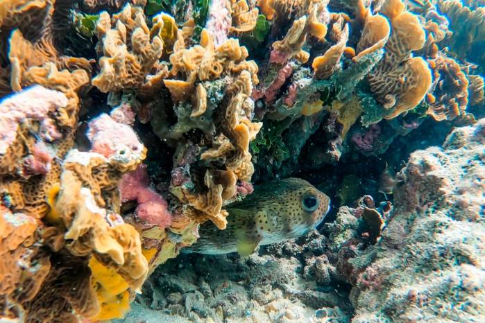 Los corales se están viendo afectados con el blanqueamiento que produce el cambio climático. Los corales se están viendo afectados con el blanqueamiento que produce el cambio climático.
