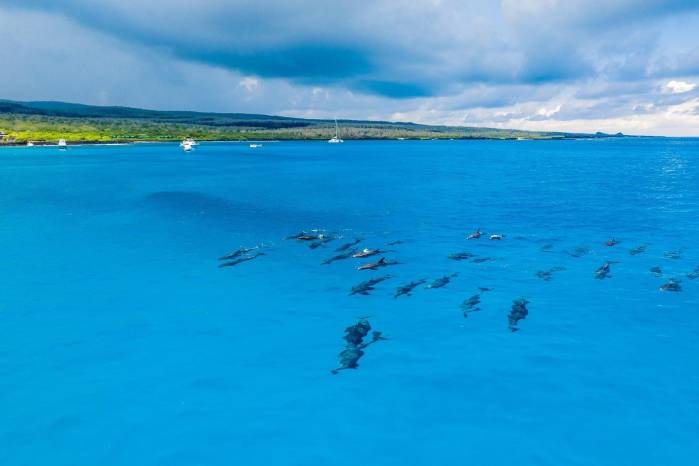 Fotografía tomada de la cuenta oficial del Parque Galápagos en la red social X de delfines nariz de botella cerca de la isla Floreana, en Gálapagos (Ecuador) Fotografía tomada de la cuenta oficial del Parque Galápagos en la red social X de delfines nariz de botella cerca de la isla Floreana, en Gálapagos (Ecuador)