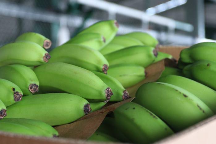 Las exportaciones de banano fueron las más destacadas a lo largo de 2024. Las exportaciones de banano fueron las más destacadas a lo largo de 2024.