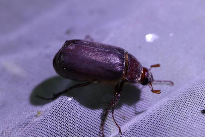 Espécimen de Phyllophaga lissopyge capturado en la Comarca Ngäbe-Buglé. Espécimen de Phyllophaga lissopyge capturado en la Comarca Ngäbe-Buglé.