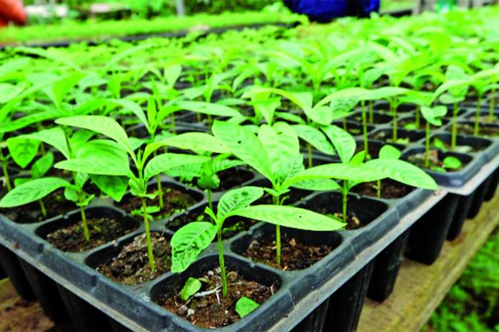 Miambiente lleva adelante la administración de un vivero para reforestar áreas que han sufrido tala ilegal o deforestación. Miambiente lleva adelante la administración de un vivero para reforestar áreas que han sufrido tala ilegal o deforestación.