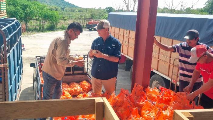 Productores de cebolla comercializan al IMA 2.000 quintales de cebolla a $50 la unidad. Productores de cebolla comercializan al IMA 2.000 quintales de cebolla a $50 la unidad.