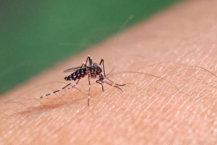 El dengue es una enfermedad infecciosa,que es transmitida por mosquitos, principalmente por el Aedes aegypti. El dengue es una enfermedad infecciosa,que es transmitida por mosquitos, principalmente por el Aedes aegypti.