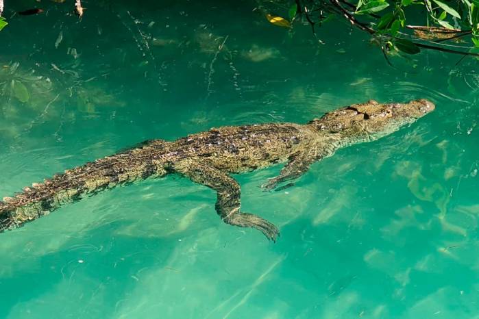 Sian Ka’an es hábitat de especies, como el cocodrilo de río. Sian Ka’an es hábitat de especies, como el cocodrilo de río.