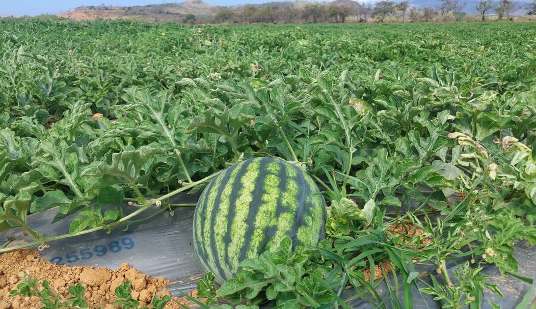 Panam&aacute; exporta a Holanda cinco contenedores de sand&iacute;a de la variedad Quetzaly