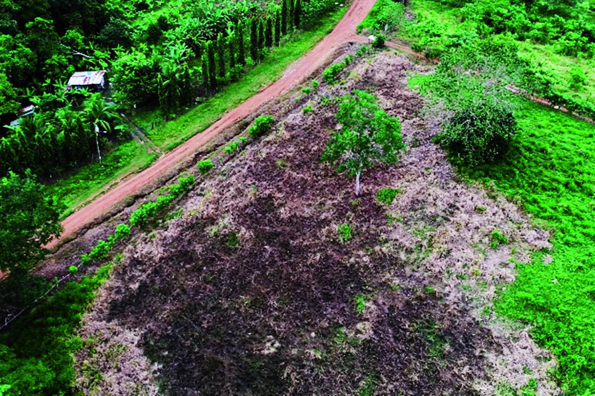 Quebrada Muerto y Aruza, las zonas m&aacute;s afectadas por la deforestaci&oacute;n, tala y comercio ilegal de madera en Dari&eacute;n