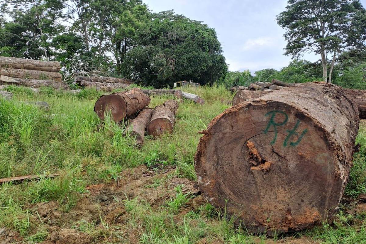 Quebrada Muerto y Aruza, las zonas m&aacute;s afectadas por la deforestaci&oacute;n, tala y comercio ilegal de madera en Dari&eacute;n