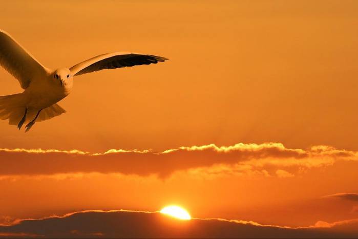 ¿Qué es la libertad vigilada y qué requisitos exige la ley?