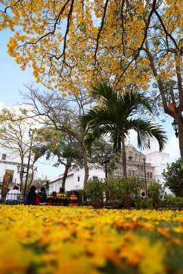Los Guayacanes embellecen las calles de Panamá