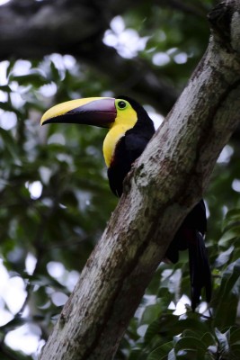 Los corredores biológicos, que abarcan el 33 % del territorio de Costa Rica, son un puente de conservación de la biodiversidad en este país y además contribuyen al desarrollo sostenible de las comunidades rurales.