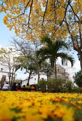 Los Guayacanes embellecen las calles de Panamá