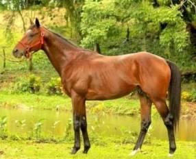 Del padrillo campeón Jaguar Paw pasarán al martillo cuatro machos y siete hembras.