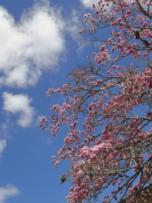Florecen los robles y guayacanes en Panamá