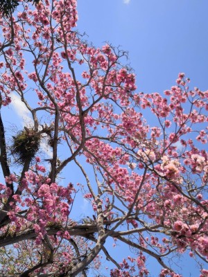 Florecen los robles y guayacanes en Panamá