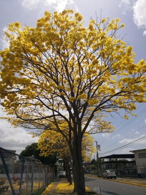 Florecen los robles y guayacanes en Panamá