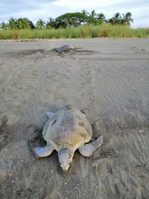 Las tortugas marinas llegan a las playas panameñas para desovar sus huevos en sus cálidas arenas.