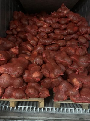 El contenedor con 1,500 bolsas de zapallo fresco se envió a los mercados de Miami.