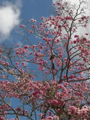 Florecen los robles y guayacanes en Panamá