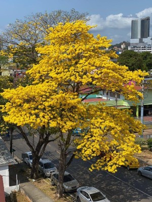 Los Guayacanes iluminan las calles de Panam&aacute;