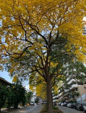 Los Guayacanes iluminan las calles de Panam&aacute;