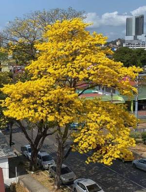 Los Guayacanes iluminan las calles de Panam&aacute;