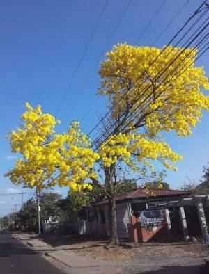 Los Guayacanes iluminan las calles de Panam&aacute;