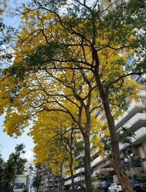 Los Guayacanes iluminan las calles de Panam&aacute;