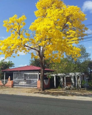 Los Guayacanes iluminan las calles de Panam&aacute;