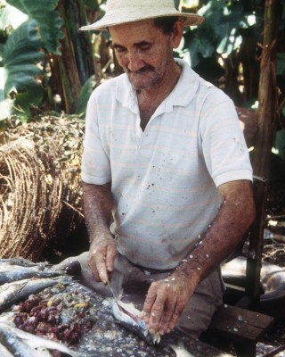 Francisco Villarreal, en su casa en Boca de Parita, Herrera, Panamá, corta pequeños peces para facilitar la penetración de la sal.